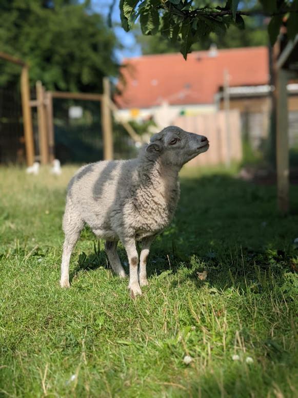 Helenes Ferienwohnung Auf Dem Bauernhof - Lausitzer Seenland Lauta 外观 照片