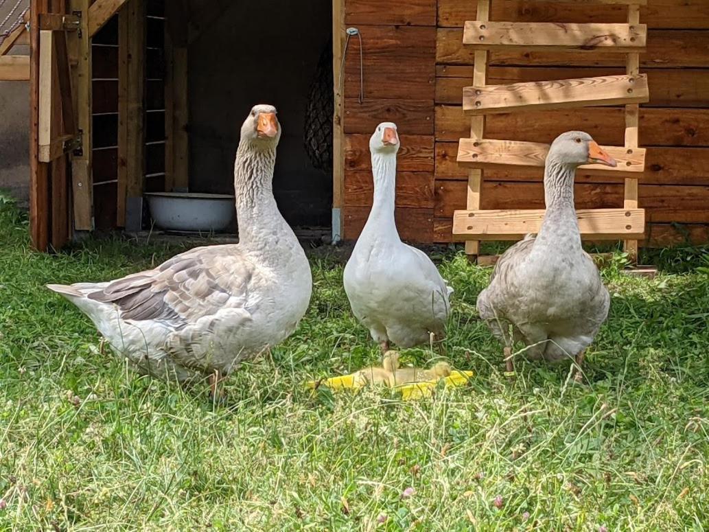 Helenes Ferienwohnung Auf Dem Bauernhof - Lausitzer Seenland Lauta 外观 照片