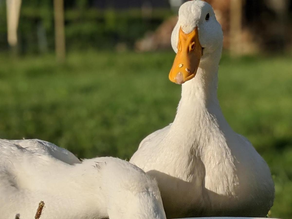 Helenes Ferienwohnung Auf Dem Bauernhof - Lausitzer Seenland Lauta 外观 照片