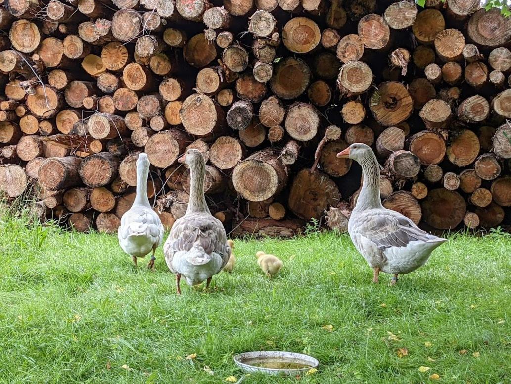 Helenes Ferienwohnung Auf Dem Bauernhof - Lausitzer Seenland Lauta 外观 照片