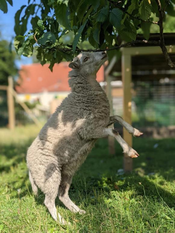 Helenes Ferienwohnung Auf Dem Bauernhof - Lausitzer Seenland Lauta 外观 照片