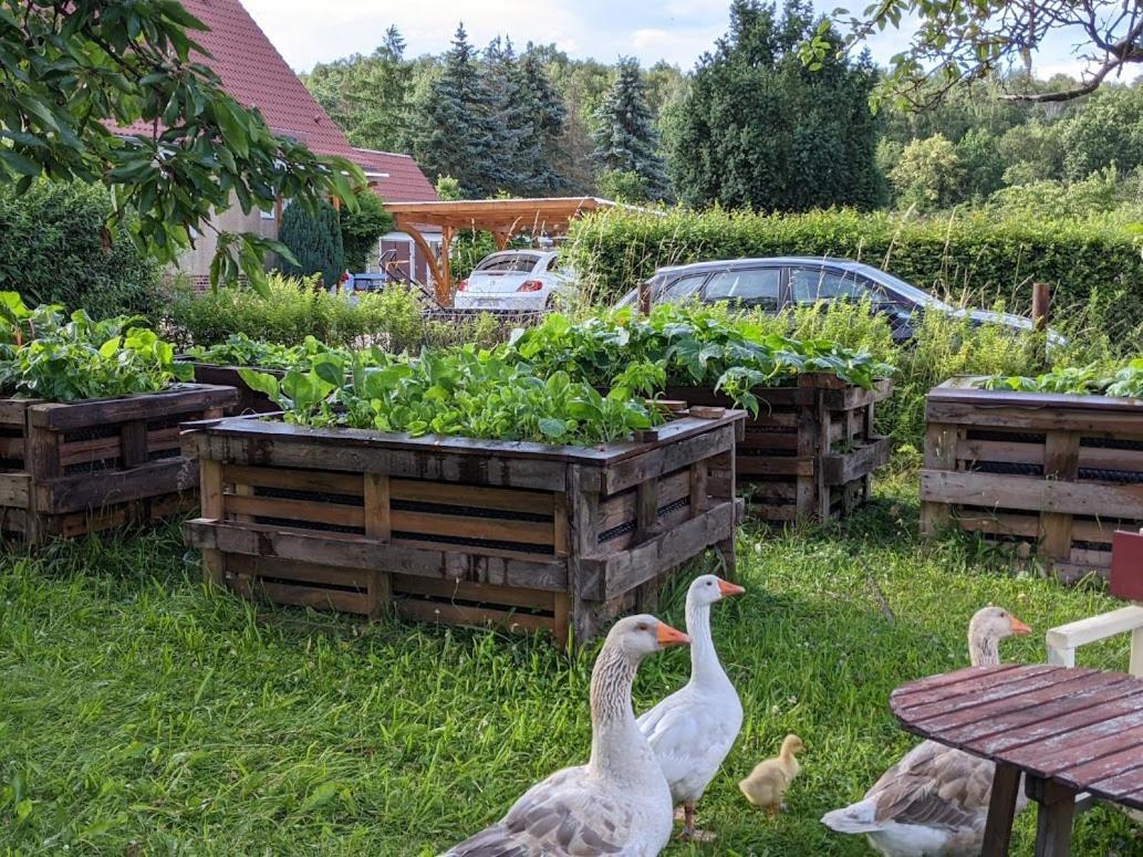 Helenes Ferienwohnung Auf Dem Bauernhof - Lausitzer Seenland Lauta 外观 照片