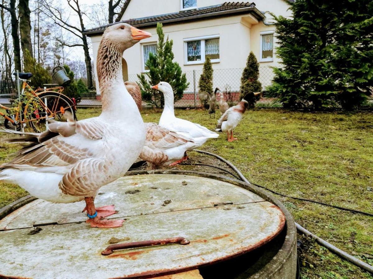 Helenes Ferienwohnung Auf Dem Bauernhof - Lausitzer Seenland Lauta 外观 照片